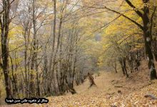 گزارش تصویری از فصل پاییز در جنگل ابر شاهرود